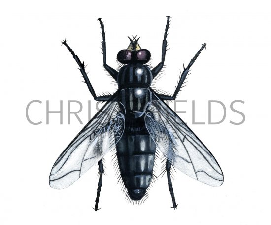 Illustration of Flesh Fly (Sarcophaga carnaria) (#2035)