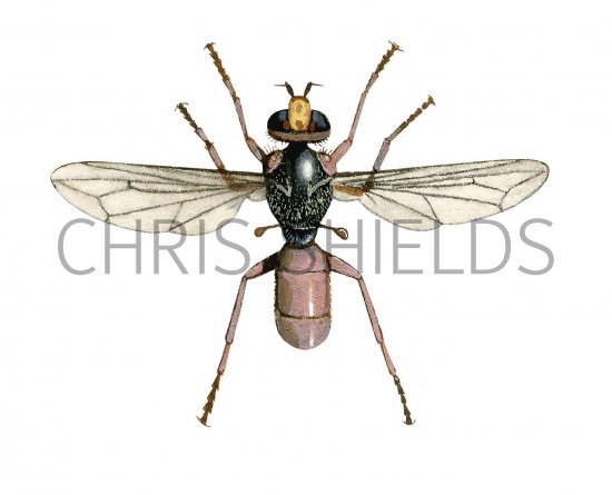 Illustration of Fly (Sicus ferrugineus) (#2533)