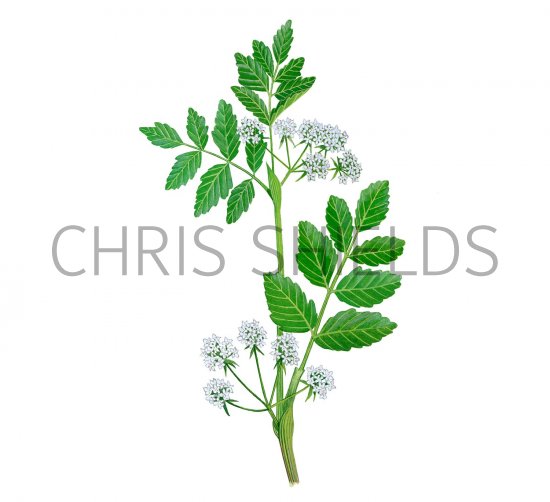 Illustration of Fool's Watercress (Apium nodiflorum) (#2807)