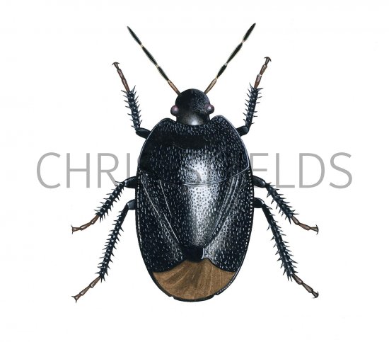 Illustration of Forget-me-not Shieldbug (Sehirus luctuosus) (#2523)