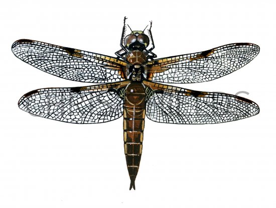 Illustration of Dragonfly (Four-Spotted Chaser Libellula quadrimaculata (#1292)