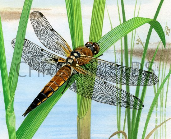 Illustration of Dragonfly (Four-Spotted Chaser) Libellula quadrimaculata (#3376)