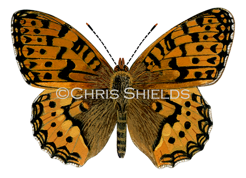 Illustration of Dark Green Fritillary ( Argynnis aglaja) (#0296)