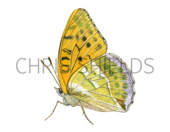 Illustration of Fritillary (Silver-washed) Argynnis paphia (#1464)