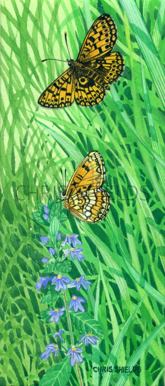 Illustration of Fritillary (Small pearl-bordered) Boloria selene (#0301)