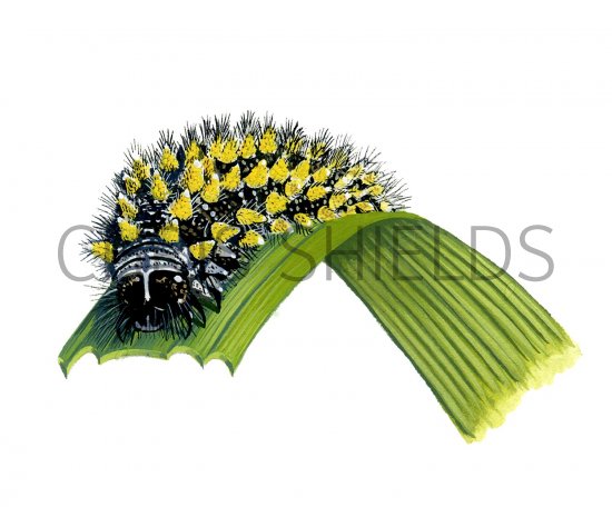 Illustration of Fritillary caterpillar (Heath) Mellicta athalia (#2860)