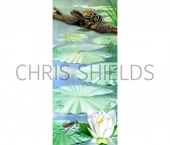 Illustration of Common Frog & lilly flower (Rana temporaria) (#0109)
