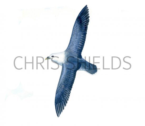 Illustration of Fulmar in fight (Fulmarus glacialis) (#1732)
