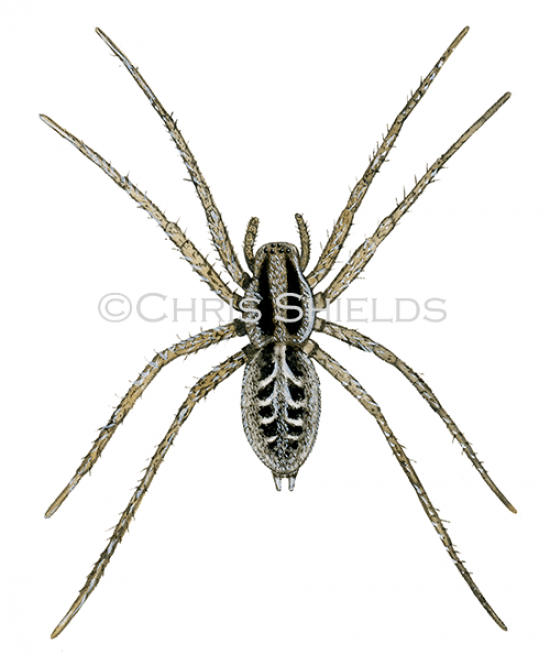 Illustration of Labyrinth Spider (Agalena labyrinthica) (#4269)
