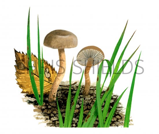 Illustration of Gamundia striatula (#4059)