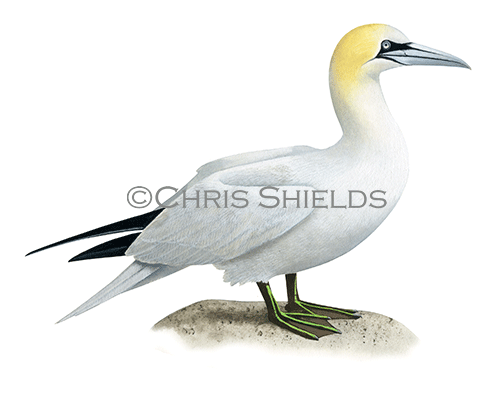 Illustration of Gannet (Morus bassanus) (#4554)