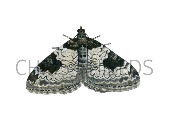 Illustration of Garden Carpet Moth (Xanthorhoe fluctuata) (#2046)