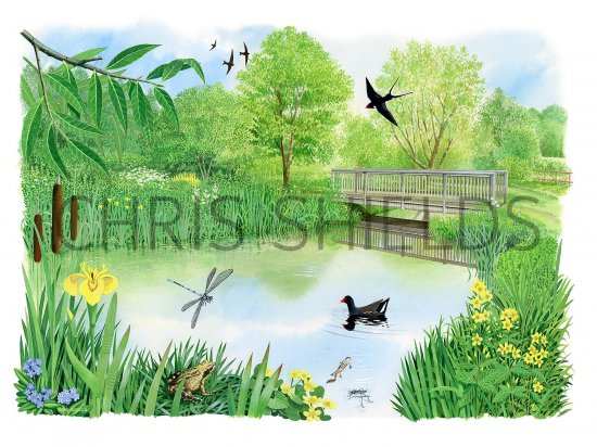 Illustration of Wildlife Garden (#3276)