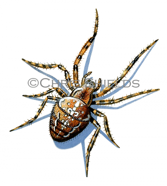 Illustration of Garden Spider (Araneus diadematus) (#1141)