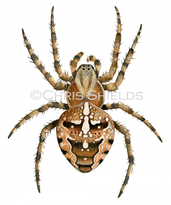 Illustration of Garden Spider (Araneus diadematus) (#2670)