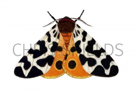 Illustration of Garden Tiger Moth (Arctia caja) (#1424)