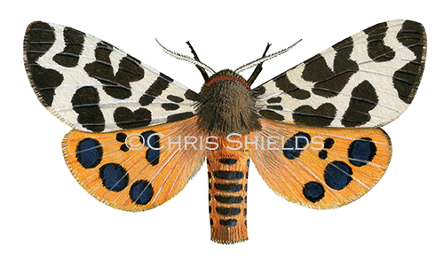 Illustration of Garden Tiger Moth (Arctia caja) (#0872)