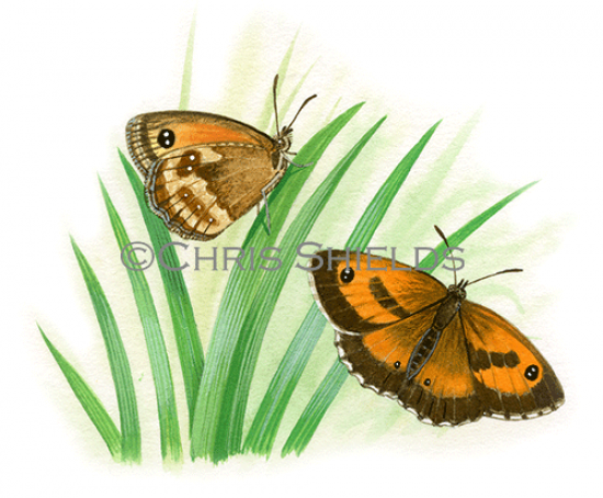 Illustration of Gatekeeper (Pyronia tithonus) (#3396)
