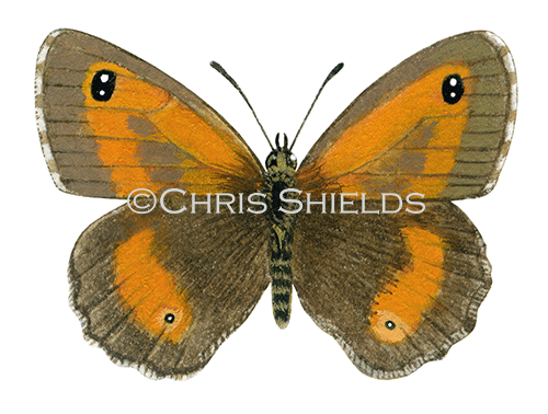 Illustration of Gatekeeper (male) Pyronia tithonus (#0303)