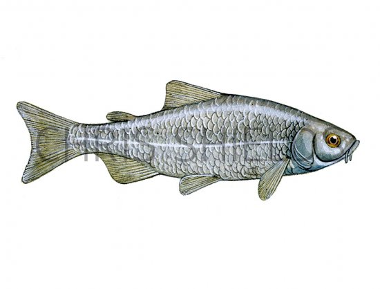 Illustration of Generic Fish (#0138)