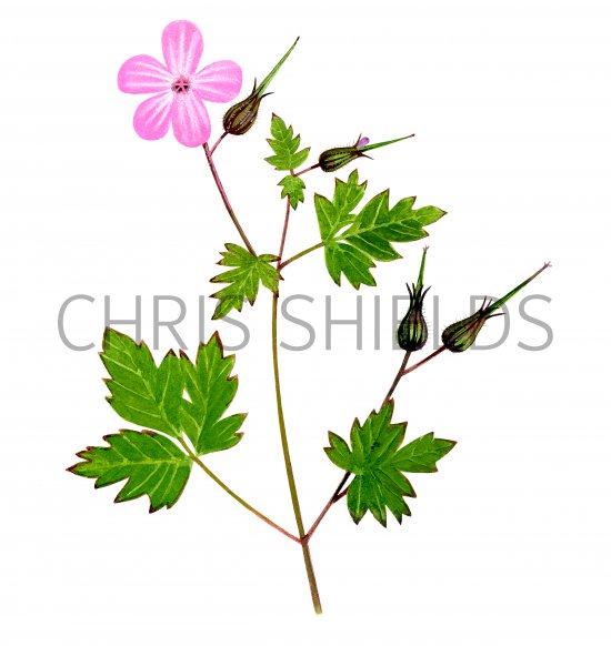 Illustration of Geranium robertianum (Herb Robert) (#2765)