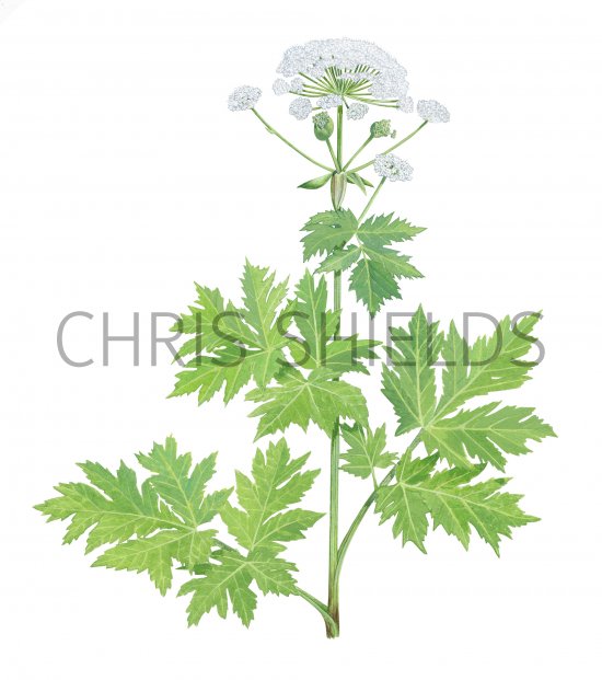 Illustration of Giant Hogweed (Heracleum mantegazzianum).jpg (#4379)