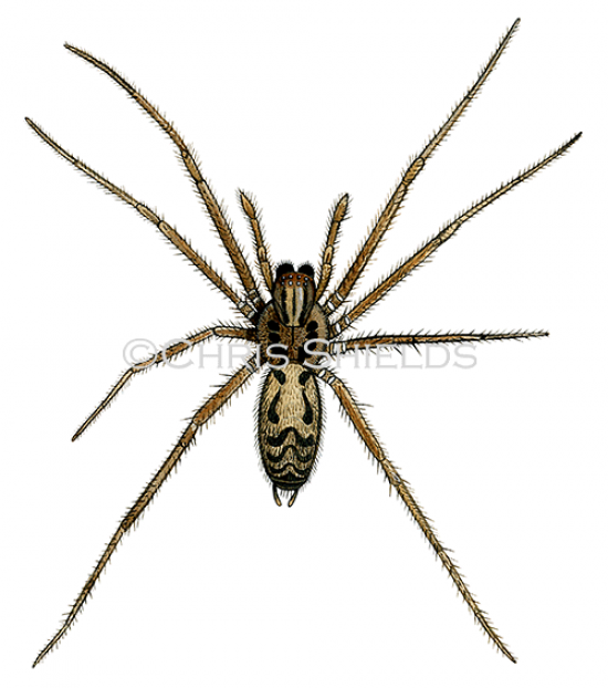 Illustration of Giant House Spider (Eratigena  duellica) (#4692)