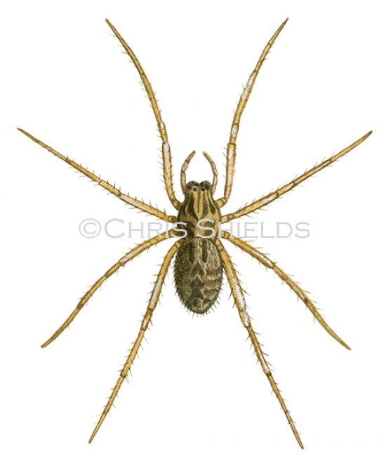 Illustration of Giant House Spider (Tegenaria atrica) (#1218)