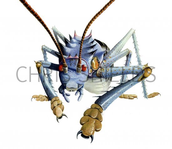 Illustration of Giant Weta (Deinacrida spp.) (#1172)