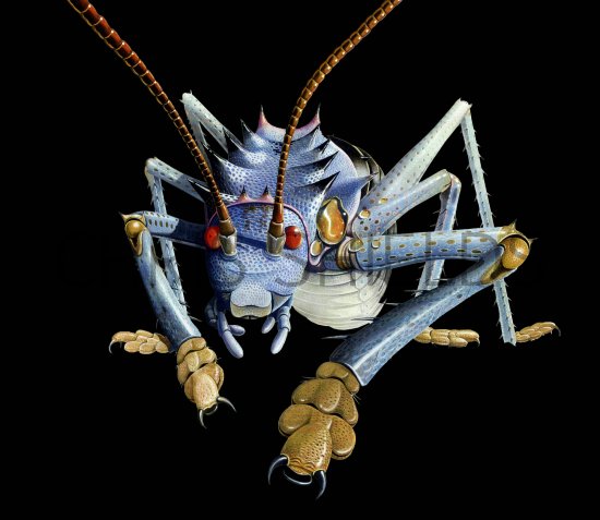 Illustration of Giant Weta (Deinacrida spp.) (#2454)