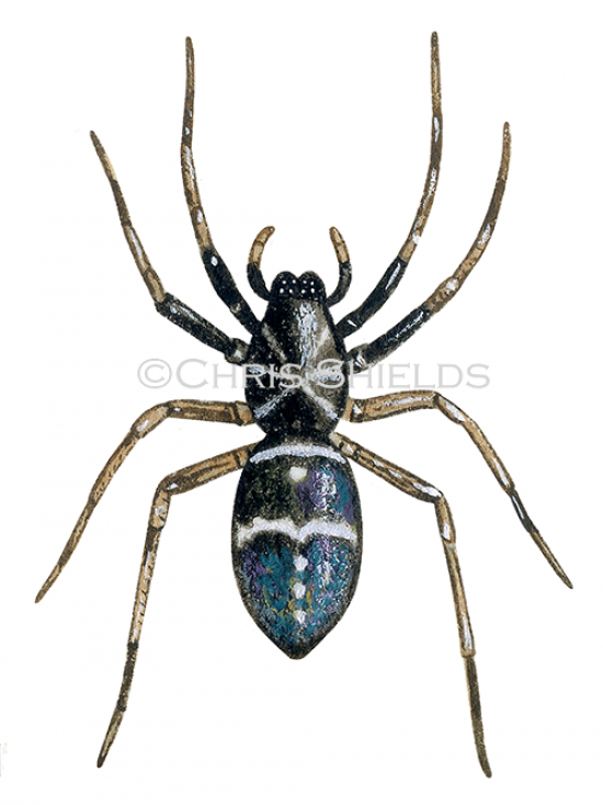 Illustration of Glossy Ant Spider (Micaria pulicaria) (#4703)