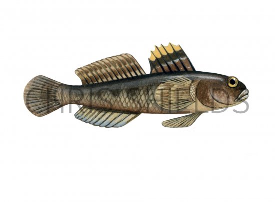Illustration of Goby (Rock) Gobius paganellus (#1047)
