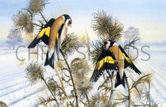 Illustration of Goldfinch (Carduelis carduelis) (#0035)