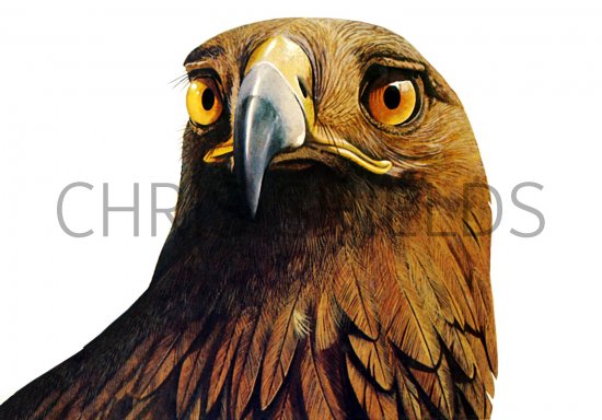 Illustration of Golden Eagle (Aquila chrysaetos) (#1331)