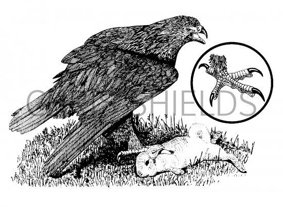 Illustration of Golden Eagle (Aquila chrysaetos) (#1805)