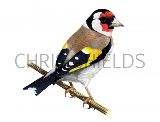 Illustration of Goldfinch (Carduelis carduelis) (#1160)