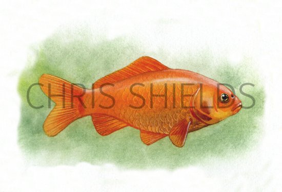 Illustration of Goldfish (Carassius auratus) (#0164)