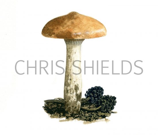 Illustration of Gomphidius maculatus (Larch Spike) (#1986)