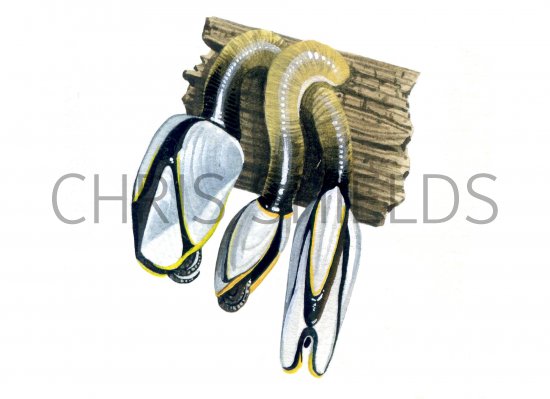 Illustration of Goose Barnacle (Lepas anatifera) (#0751)