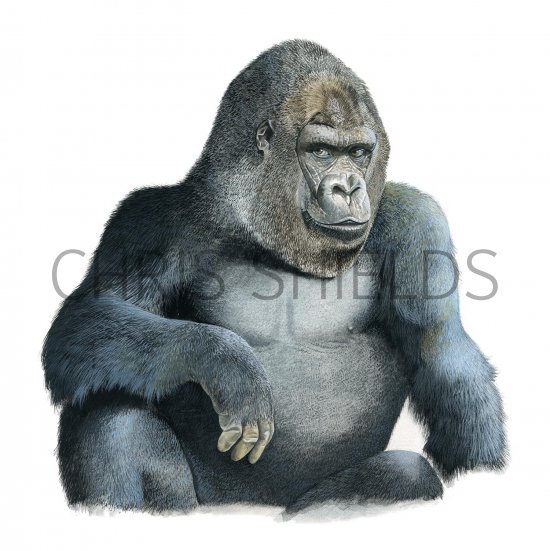 Illustration of Gorilla, Gorilla (Gorilla beringei beringei) (#3364)