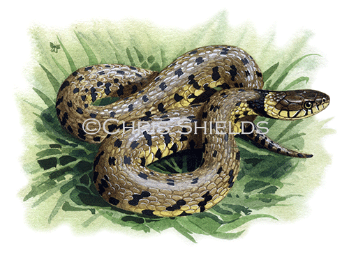 Illustration of Grass Snake ( Natrix natrix) (#0391)