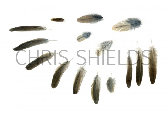 Illustration of Grasshopper Warbler feathers (Locustella naevia) (#1362)
