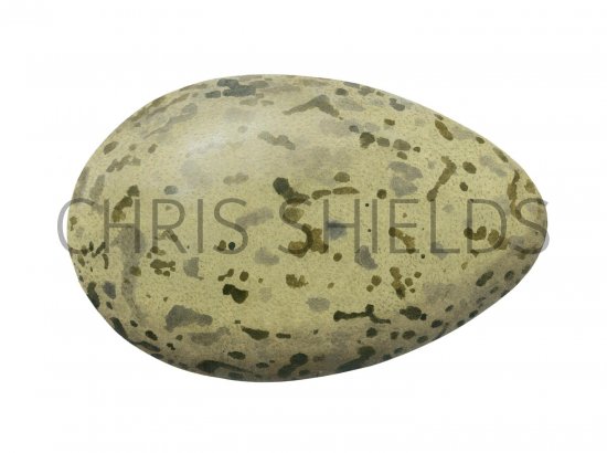 Illustration of Great Black-backed Gull egg (Larus marinus) (#1770)