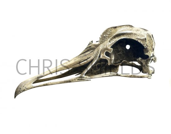 Illustration of Great Black-backed Gull skull (Larus marinus) (#1763)