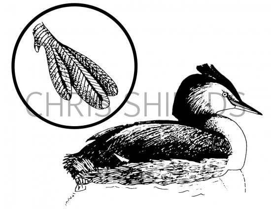 Illustration of Great Crested Grebe (Podiceps cristatus) (#4345)