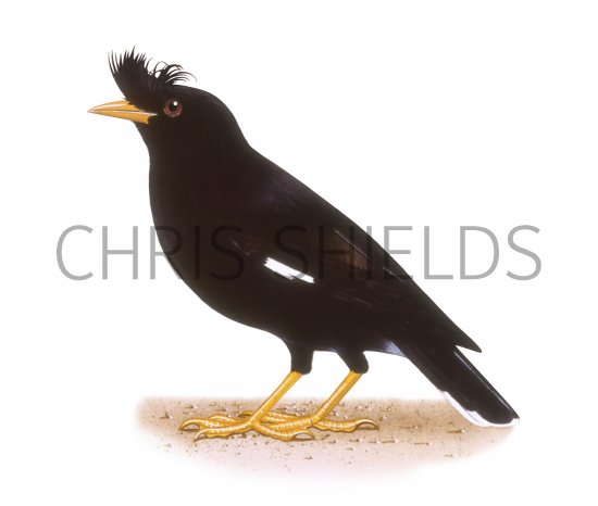 Illustration of Great Myna (Acridotheres fuscus) (#3322)