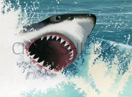 Illustration of Shark (Great White) Carcharodon carcharias (#0165)
