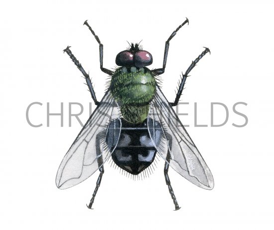 Illustration of Greenbottle Fly (Dasyphora cyanella) (#3307)