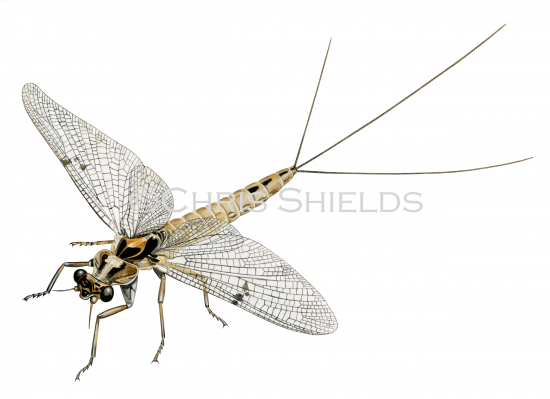 Illustration of Green Drake Mayfly (Ephemera dancia) (#4651)
