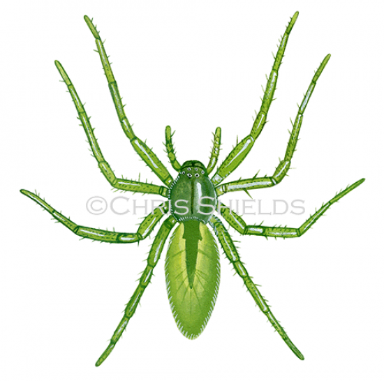 Illustration of Green Huntsman Spider female (Micrommata virescens) (#2921)